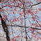樹木公園の桜2