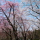 樹木公園桜