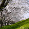 桜の天井