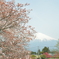 桜と富士山