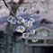 なつかしの学び舎　上岡小学校⑨学び舎を桜色に染めて