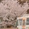 桜とバス