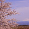 富士桜