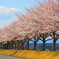 桜並木
