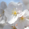 cherry tree