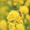 菜の花と蜜蜂
