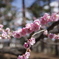 河津桜