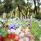 spring has come