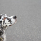 English setter Sou ~Buddy's friend