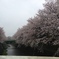 雨の幸せ