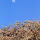 桜浪漫・お月さま