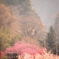 なびく桃色