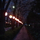 夜桜