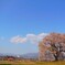 王仁塚の桜