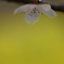 さくら電球。