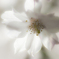 Silky White