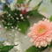 花舞う