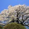 醍醐桜　桜吹雪