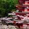 桜シャワー