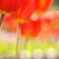 Flower danci'n