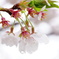 桜蘂降る