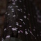 桜模様