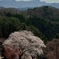 沓掛峠の桜①
