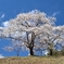 沓掛峠の桜③