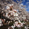 小金井公園の桜