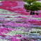 芝桜の花園