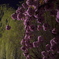 夜桜夜柳