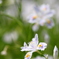 胡蝶花の季節