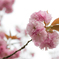 里桜