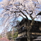 晴天の桜