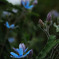 cerulean blue