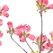「華やかな恋」