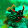 アカフチリュウグウウミウシ