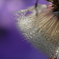 Morning dew