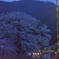 沢入の桜　-3-