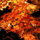 紅葉6