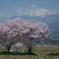 安曇野の桜