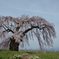 安曇野の桜