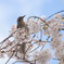 靖国神社の桜と鳥