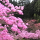 華やぐ森