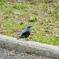 カラフルな鳥