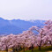 私の町の桜（鵜山桜並木）