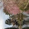 悠久山の桜