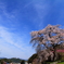 又兵衛桜 2014/04/11
