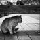 ベンチの下
