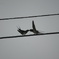 DSC09174